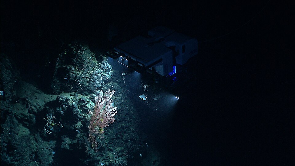 NOAA remotely operated vehicle illuminating a deep-water coral colony at Mytilus Seamount in 2013