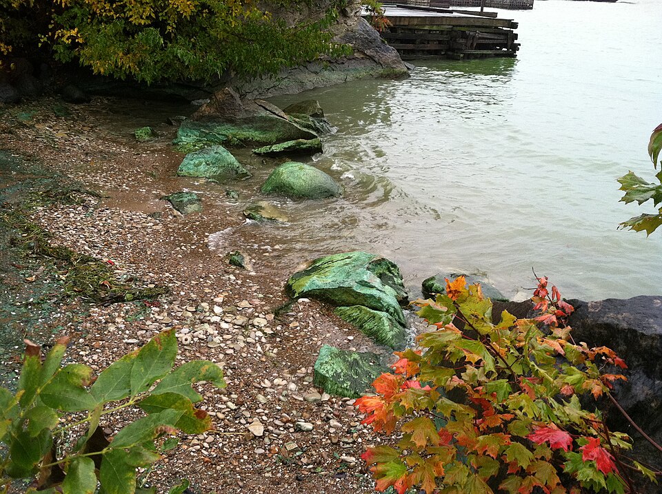 Green algal material on shoreline rocks at Kelley's Island, Lake Erie, in 2011
