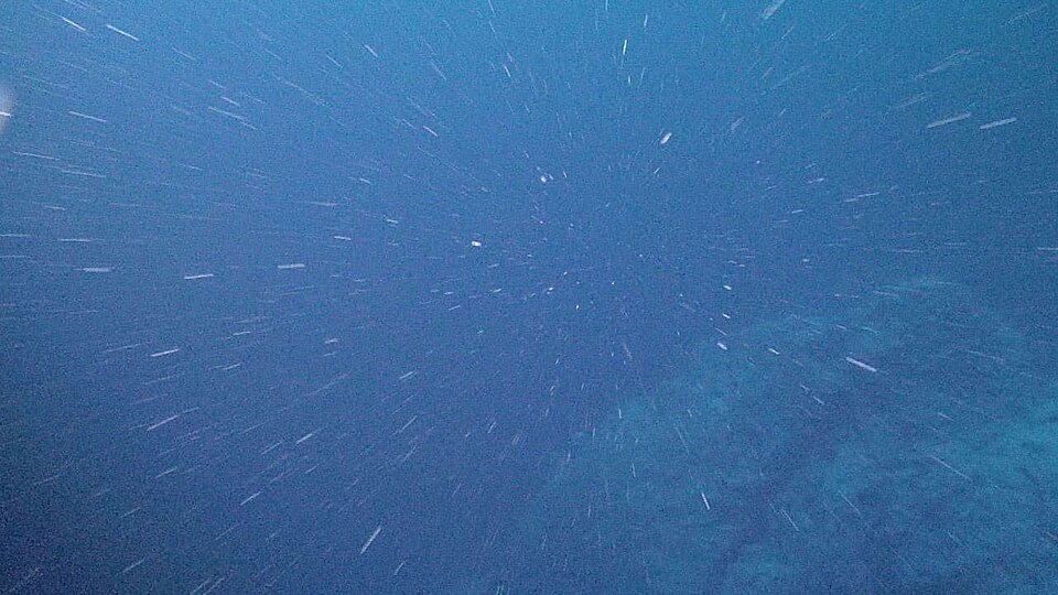 Marine snow particles in a NOAA underwater photograph dated 2018