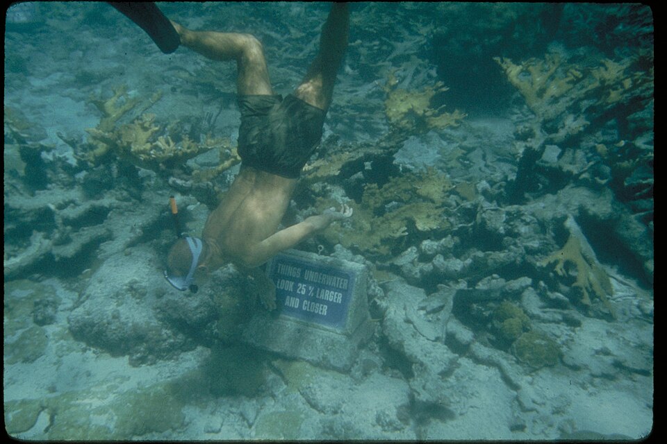 Snorkeler beside an underwater trail sign and elkhorn coral at Buck Island in a historical NPS photograph