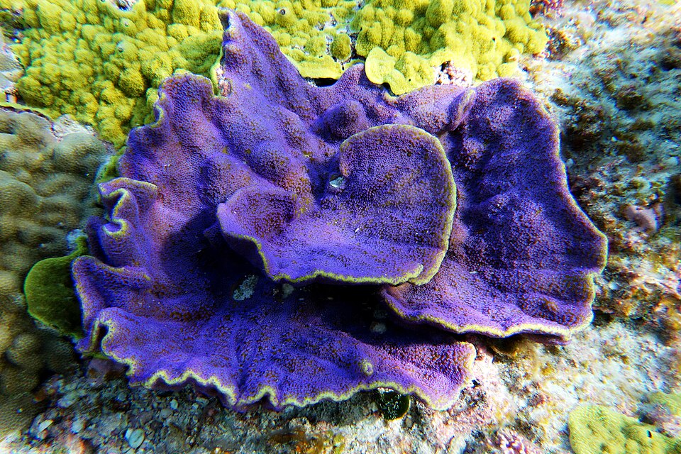 Purple coral at Swains Island, American Samoa, in a 2013 NOAA photograph