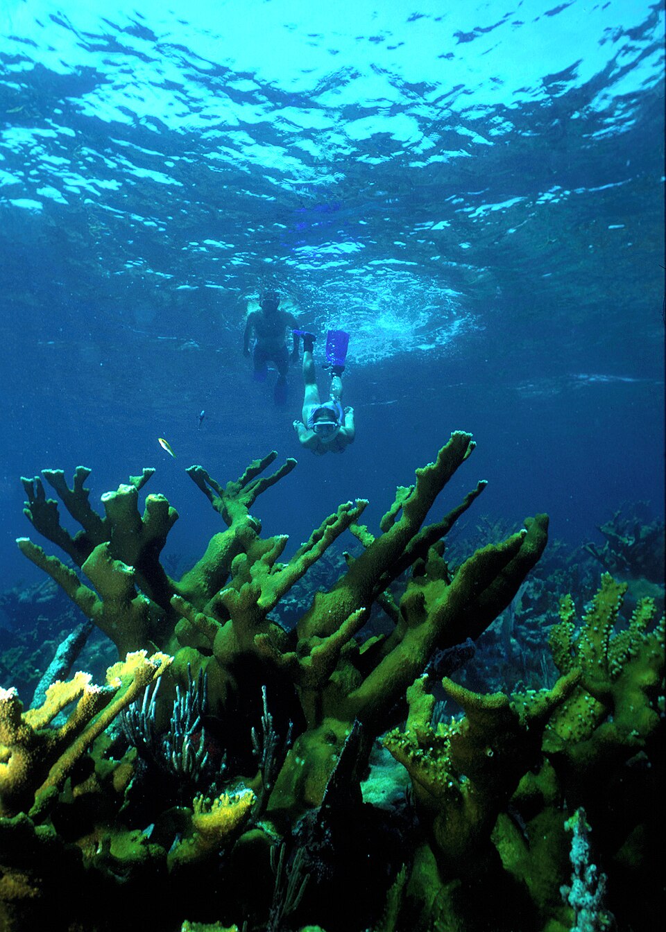 Two snorkelers above elkhorn coral at Biscayne National Park in a historical NPS photograph