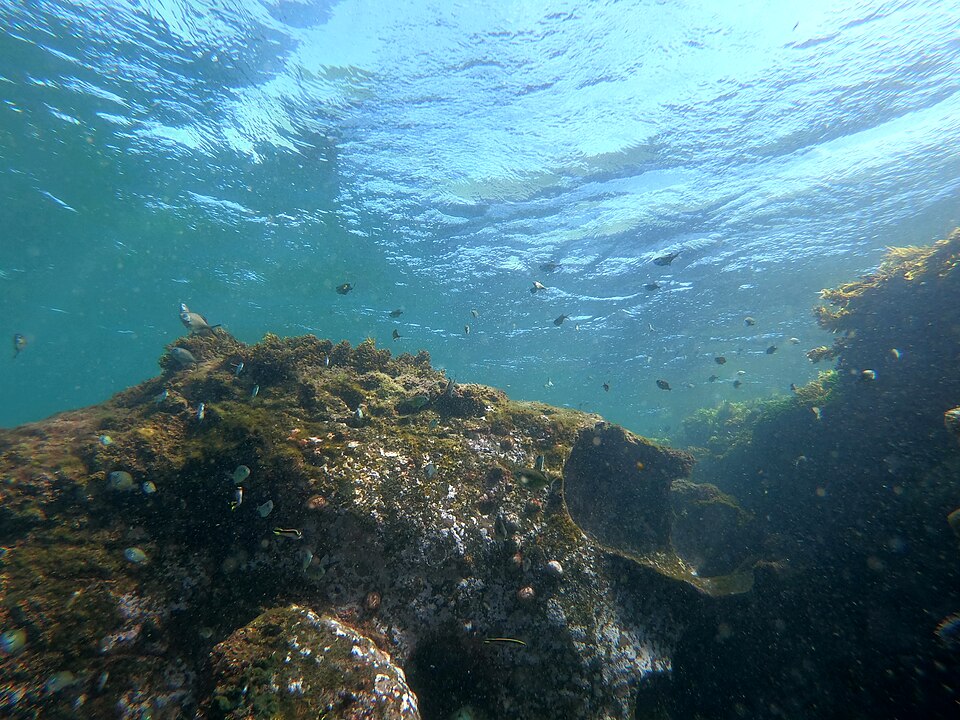 Fish above underwater habitat at Long Reef Aquatic Reserve, New South Wales, in 2022