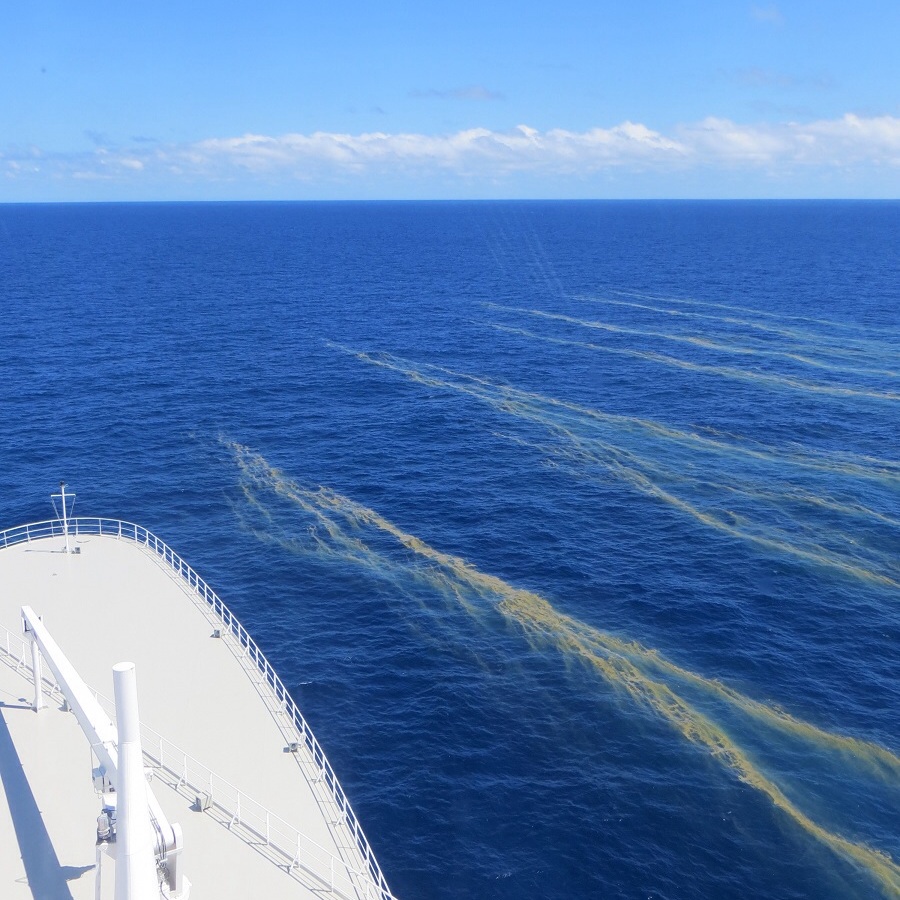 Pale Trichodesmium surface streaks beside a vessel off the Great Barrier Reef in a historical photograph