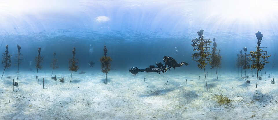Diver filming coral trees at a Florida Keys field nursery in a 2014 NOAA photograph