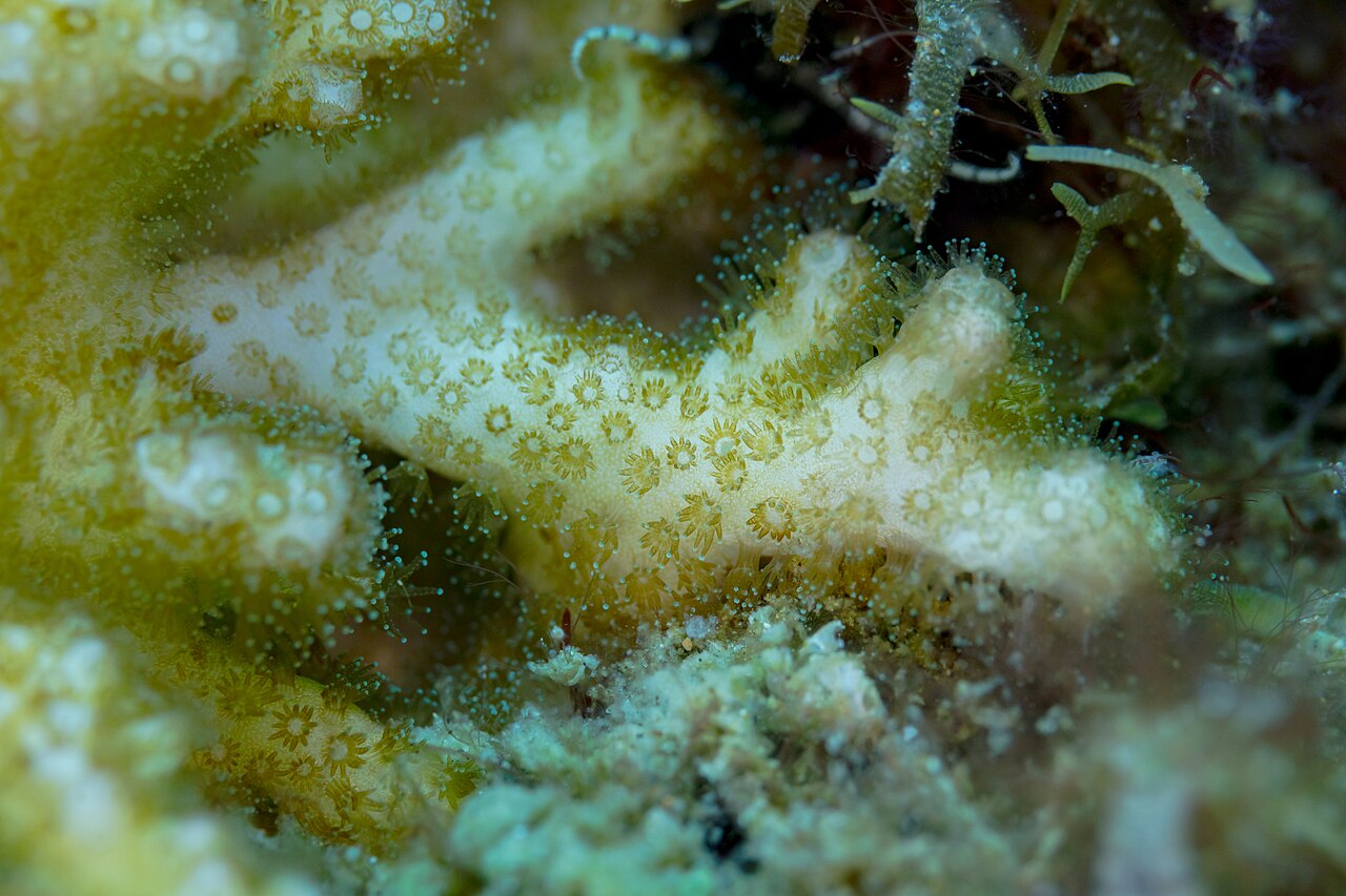 Close-up photograph of Montipora digitata coral in its natural reef setting at Anilao
