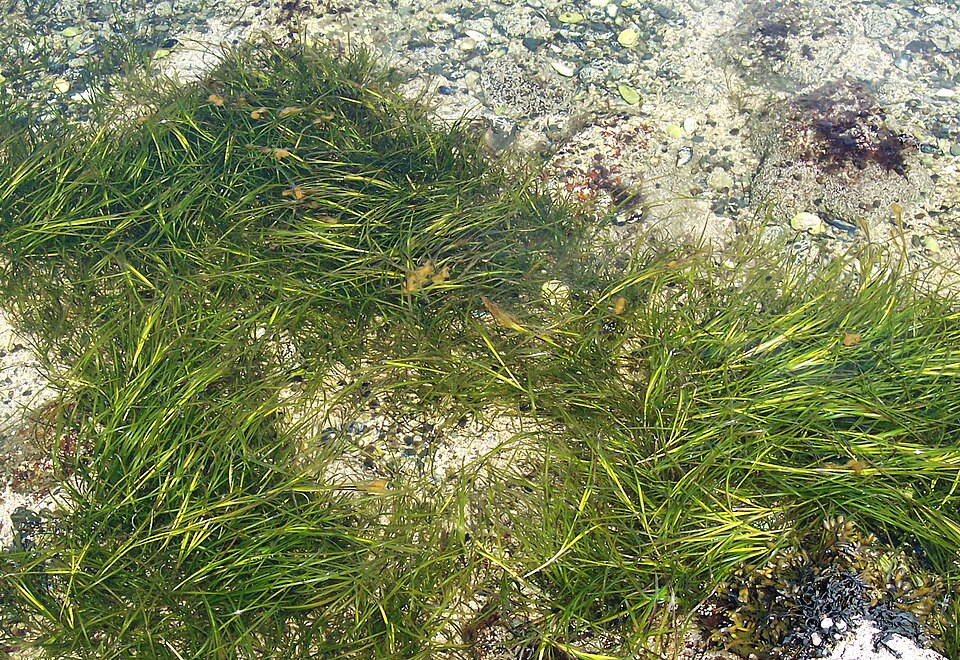 Green eelgrass growing over a shallow seabed in Maine