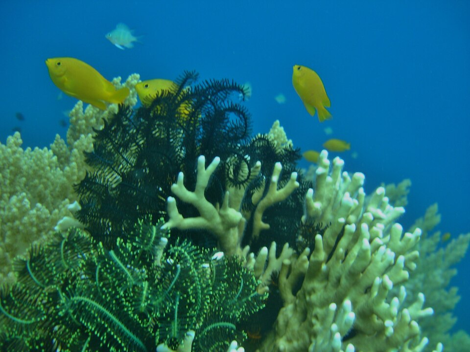 Yellow fish and branching reef life off Balicasag Island in the Philippines