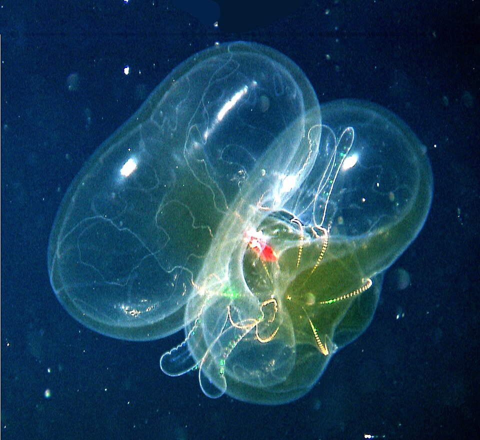 Translucent lobate ctenophore photographed in the Gulf of Mexico