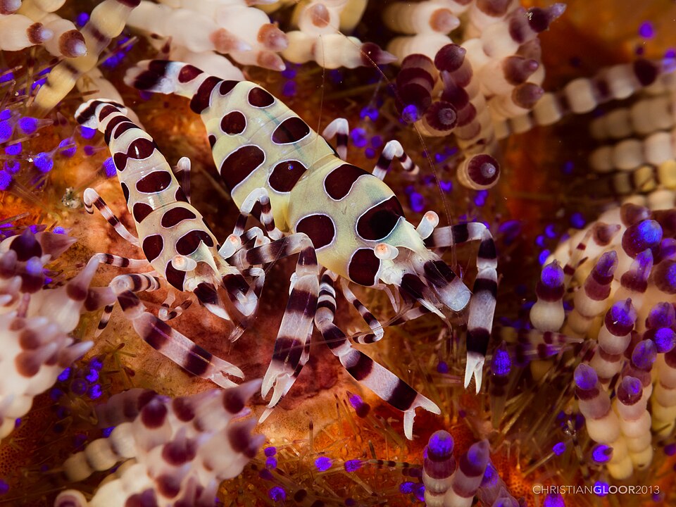 Close-up photograph of two Coleman's shrimp among sea urchin spines, with the photographer's original watermark