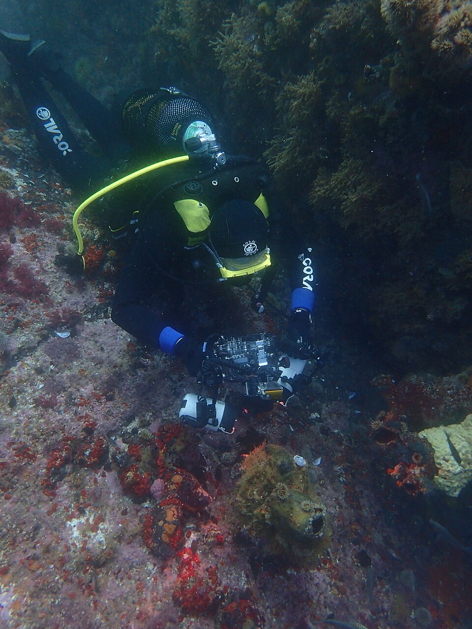 A masked scuba diver holding a camera housing underwater at Rambler Rock