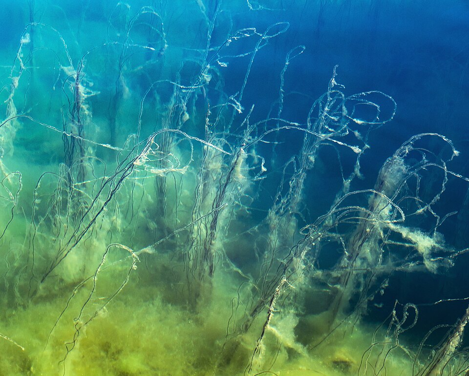 A historical view through clear water of an algae-covered underwater slope in Gullmarn fjord