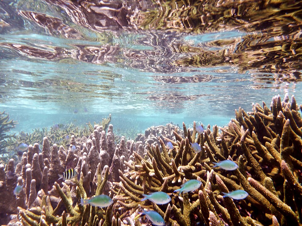 Branching corals and reef fish beneath the surface near Jaco Island, Timor-Leste