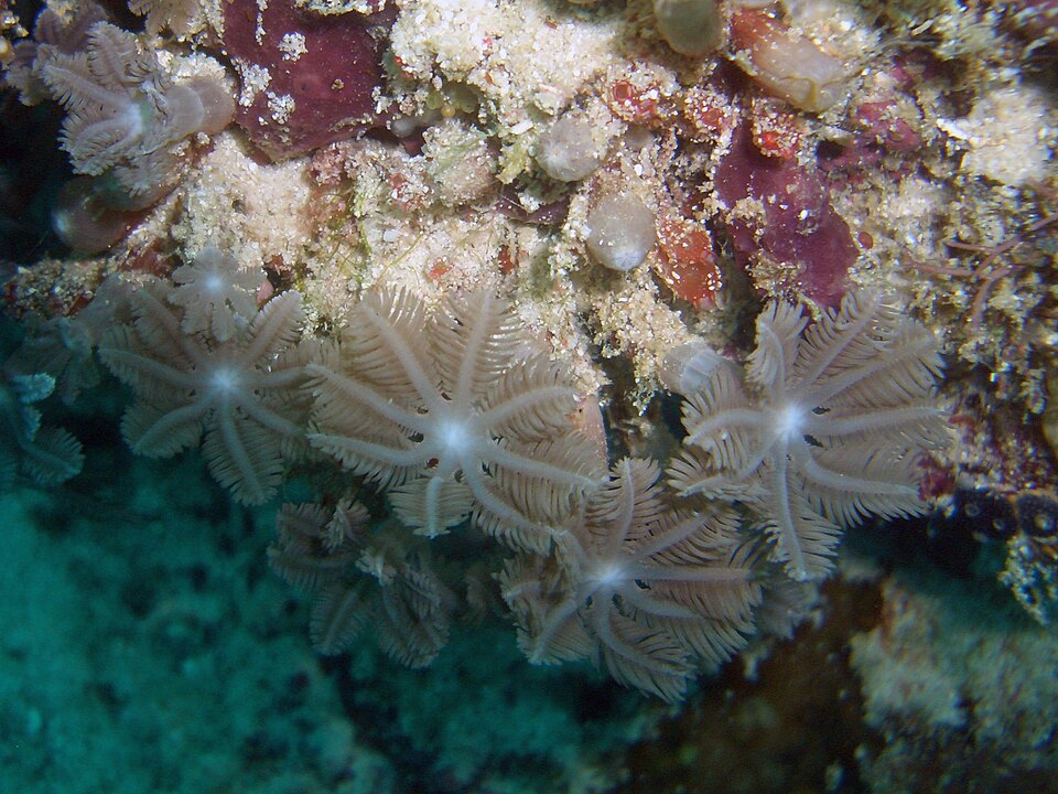Soft coral polyps photographed at Sipadan, Malaysia
