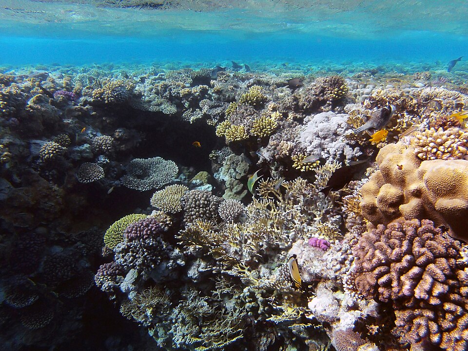 A shallow coral reef in Ras Mohammed National Park, Egypt