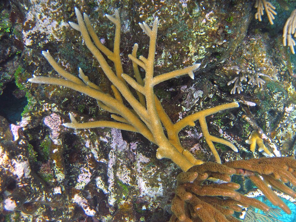 Branches of Acropora cervicornis staghorn coral at Gaulin Reef in the Bahamas