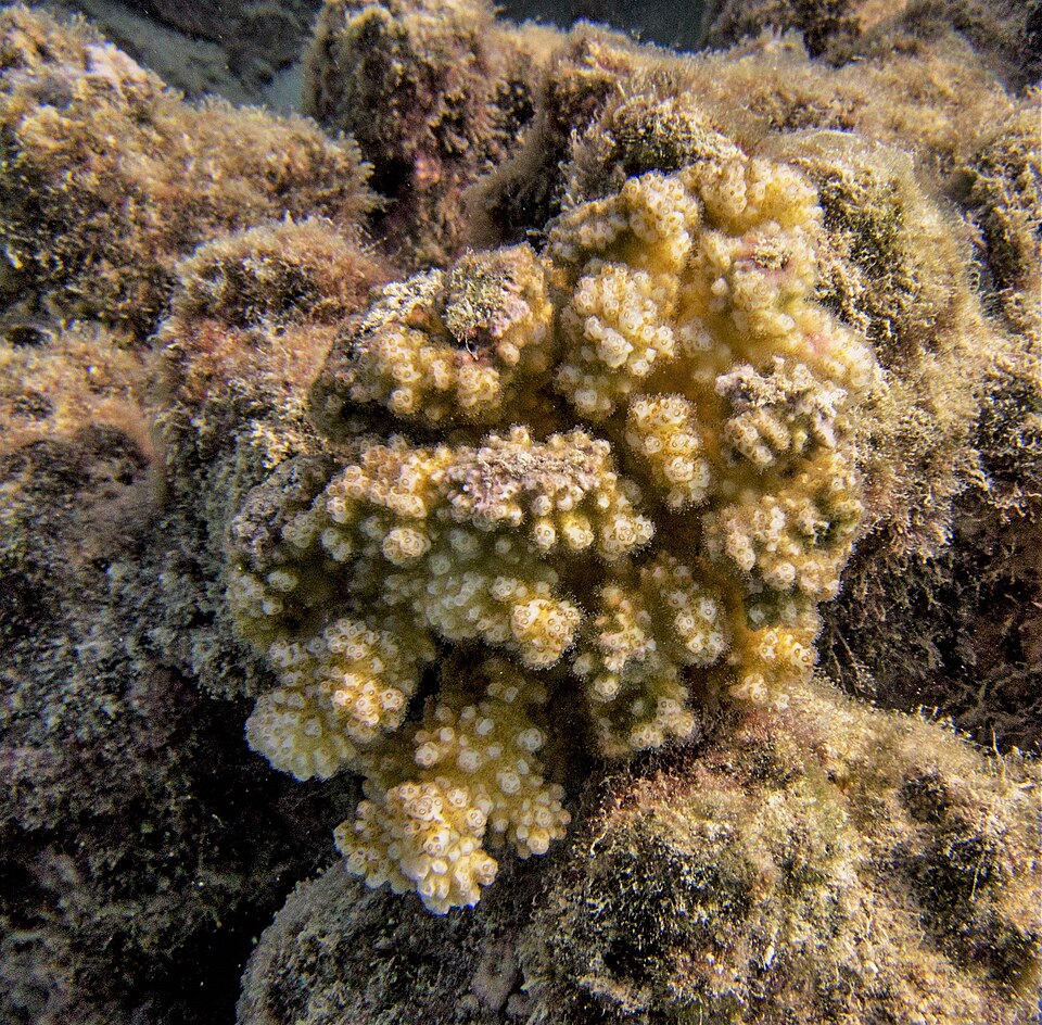 A Pocillopora coral colony photographed in Moorea, French Polynesia