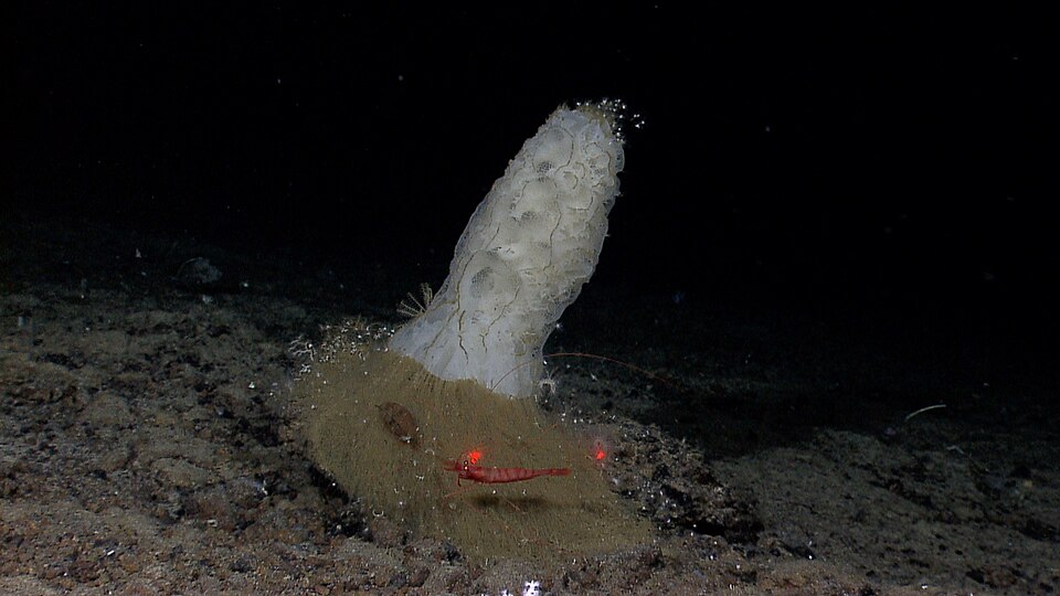 A glass sponge and red-striped shrimp illuminated on a dark deep seafloor