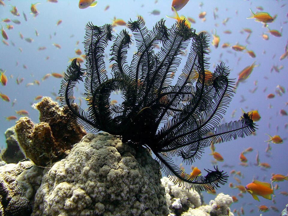 A real feather star attached to a coral reef at Dahab, photographed in July 2008; biological context, not a robot.