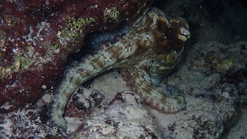 An Octopus insularis camouflaged among rocks in the Caribbean Netherlands, photographed in November 2021.