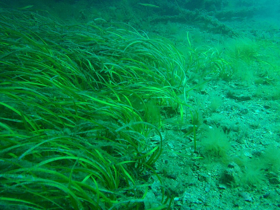 An underwater seagrass bed beside a sandy patch at Rapid Bay Jetty, photographed in January 2014.