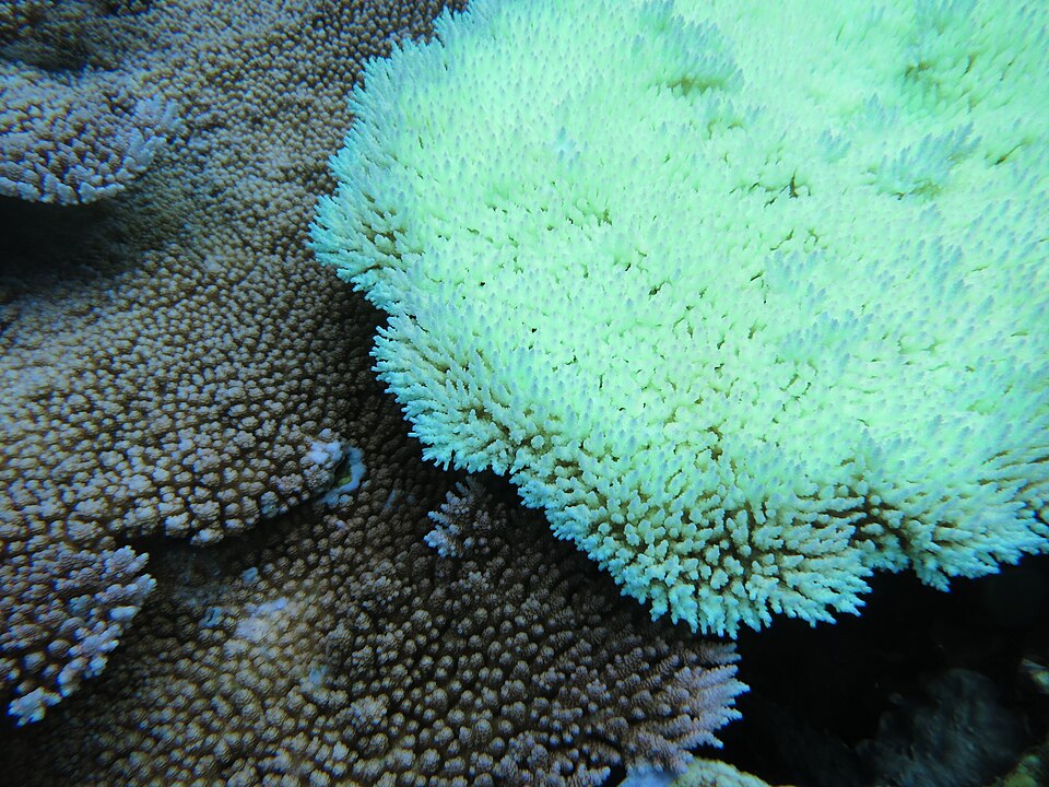 Contrasting coral colonies with visible bleaching in the National Marine Sanctuary of American Samoa