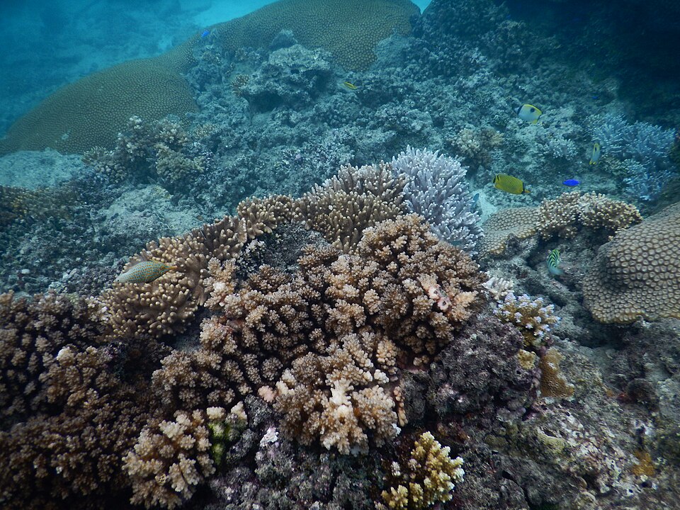 Coral colonies and small reef fish near Naviti Island in the Yasawa Islands of Fiji