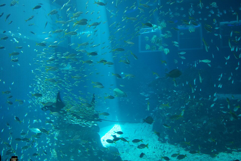 Shoals of fish in the Open Ocean exhibit at the former S.E.A. Aquarium in Singapore