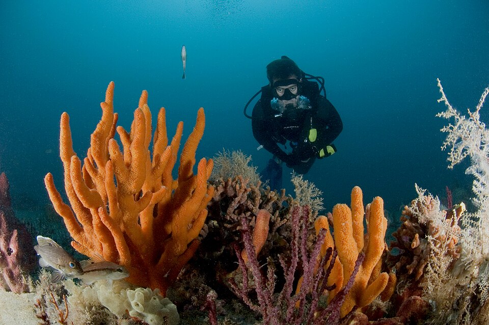 A masked diver conducting a fish survey among sponges at Gray's Reef National Marine Sanctuary
