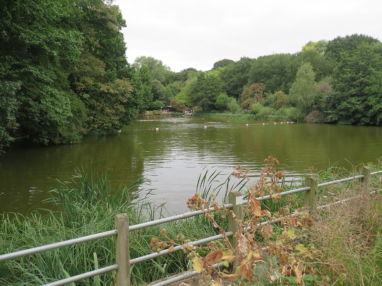 Trees surround Hampstead Heath Mixed Bathing Pond, with marked swimming area and distant bathers.